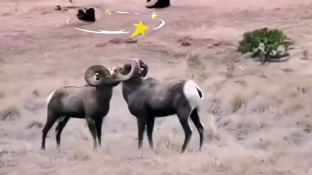 Two mountain goats butted each other