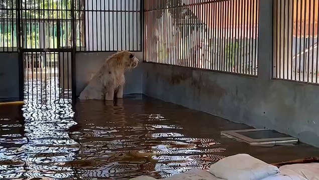 มูลนิธิกู้ภัยป่อเต็กตึ๊ง ช่วยอพยพสิงโต 2 ตัว และสุนัขพันธุ์พิตบูล 4 ตัว ที่ถูกน้ำท่วมใน อ.สารภี จ.เชียงใหม่ ไปที่ซาฟารี เชียงใหม่