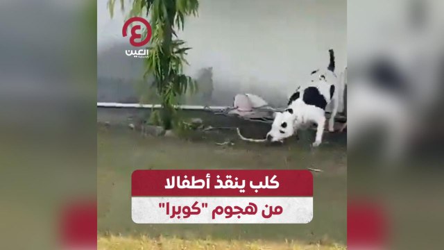 كلب بيتبول ينقذ أطفالا من هجوم كوبرا