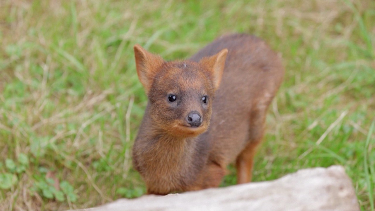 Warsaw Zoo Requests Name Suggestions for Newborn Southern Pudu video