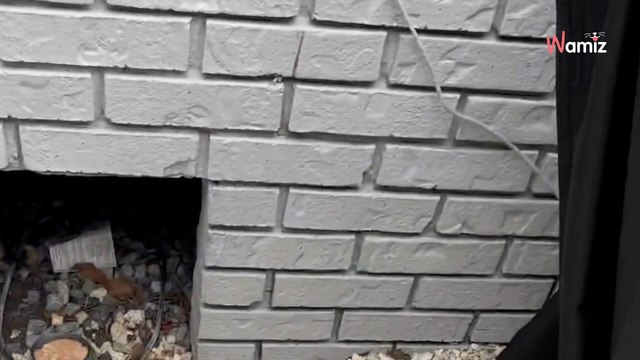 Elle entend des « miaulements » venant de son parquet : et cela n'a rien à voir avec des chats !