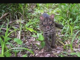 Faune et flore du Japon (aperçu) 2