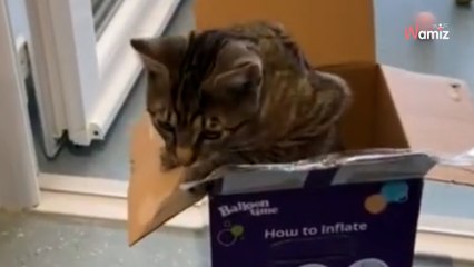 Ils trouvent un carton totalement fermé au bord de la route : il était urgent de délivrer l'animal à l'intérieur (vidéo)