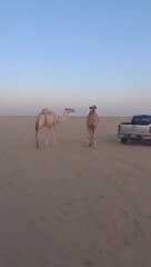 Kuwait camel walking in desert