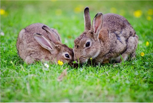 100% raiz sertaneja só, os melhores louvores de viola