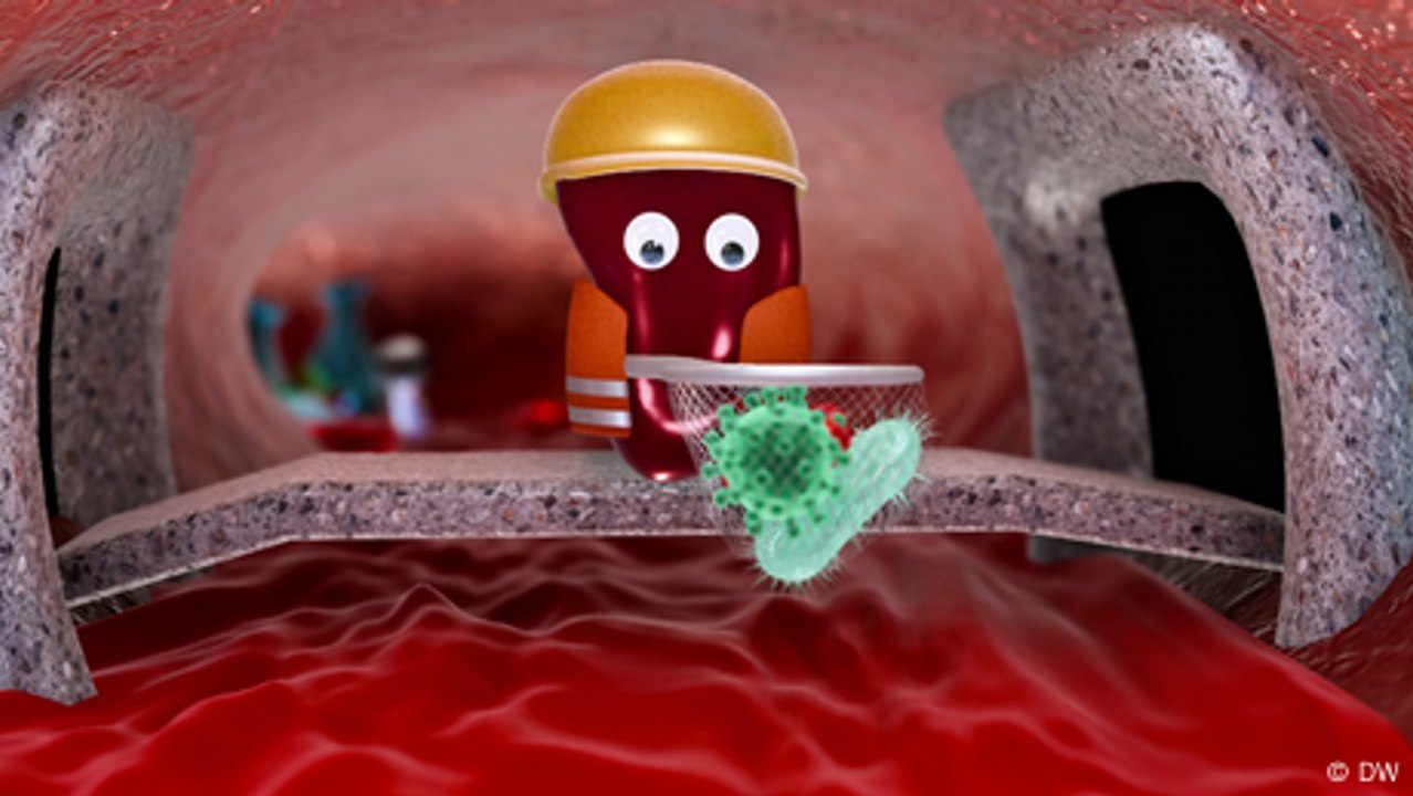 Was macht eigentlich die Milz?