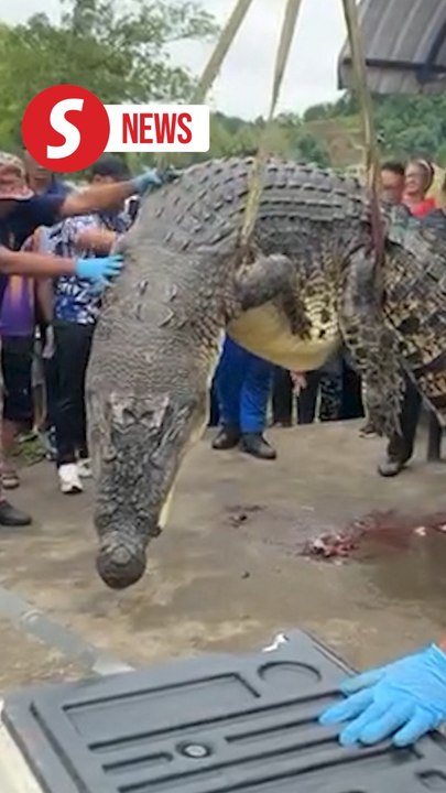 Crocodile believed to have swallowed young girl finally captured in Sarawak