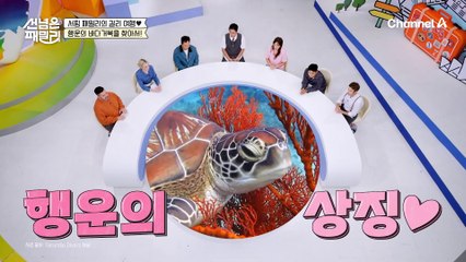 터틀 포인트에서 행운의 바다거북 실물 영접 성공♣♧ 거북이와 함께 즐기는 바다 수영~