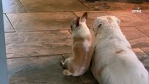 Ce chien a un mauvais pressentiment en croisant son frère : son geste émeut 495,4K internautes aux larmes (vidéo)