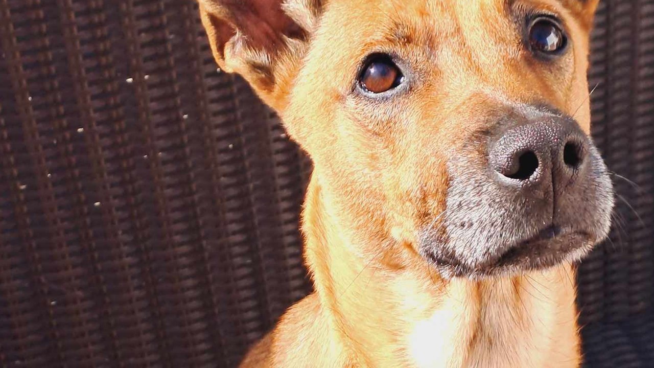 Pendant 2 semaines, cette chienne a attendu son maître nuit et jour à l'endroit où il l'avait abandonnée