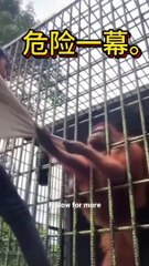 Wildlife Comedy Show: Animals Being Ridiculous