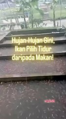 Mengapa Ikan Tidak Boleh Diberi Makan Saat Hujan? Mari Cari Tahu Jawabannya! #peternak #usaha #ternakikan #budidayaikan #ketahananpangan #ikannila #ternaknila #budidayaikannila #ikanpatin #ikanlele #edukasi #ternaklele