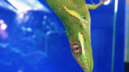 Girl discovers her pet lizard enjoying an upside-down hanging pose