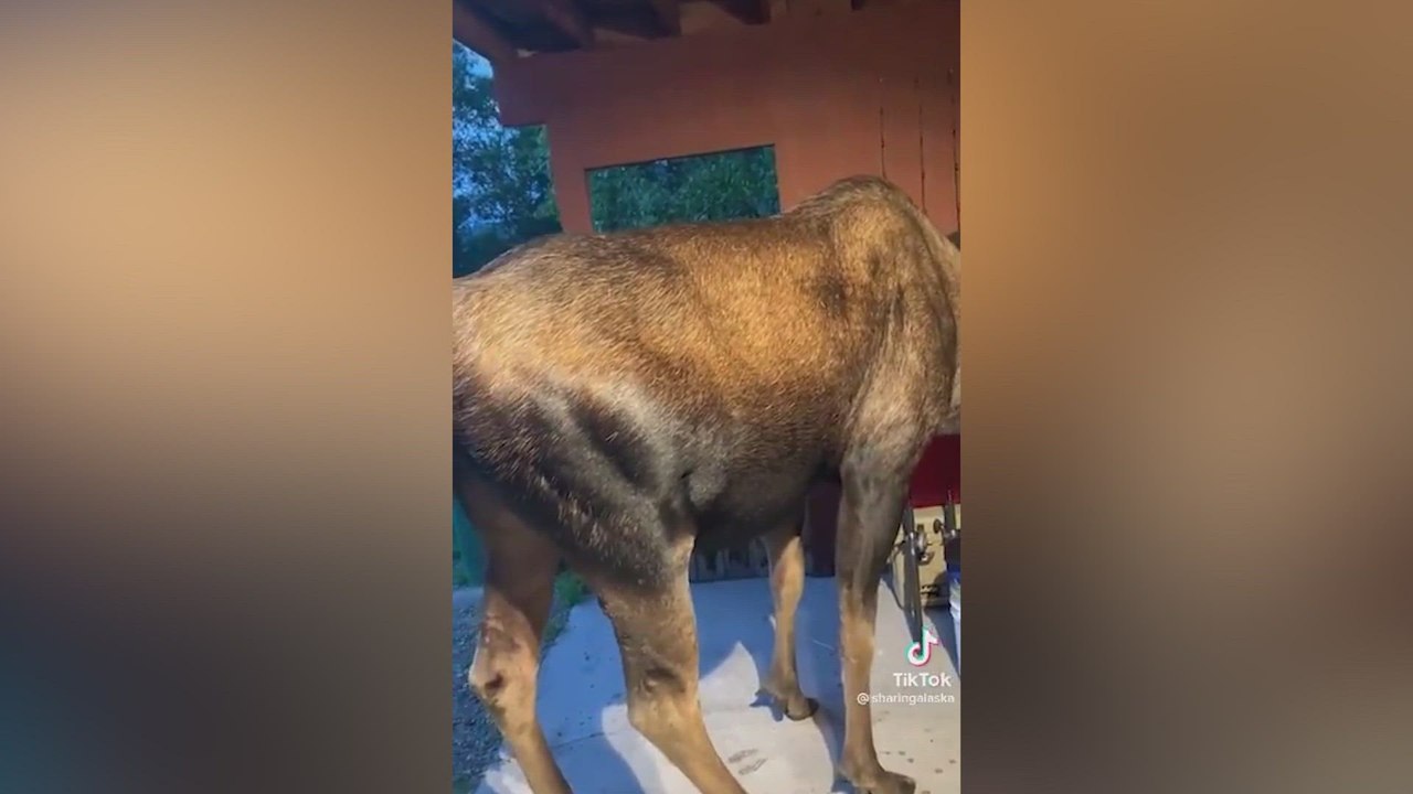 Un hombre se levanta y ve en su garaje un alce de 400 kilos: la escena es surrealista