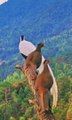 Beautiful Birds - Pheasant birds