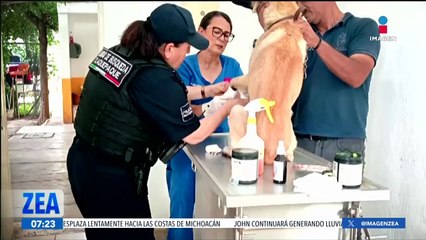 Perrito arrastrado por una mujer en Tlaquepaque, Jalisco, se recupera
