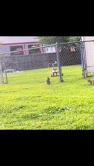 Catch me if you can