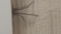 Boy manages to remove a spider stuck in the door with a vacuum blower