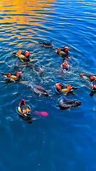 Birds swiming  in water