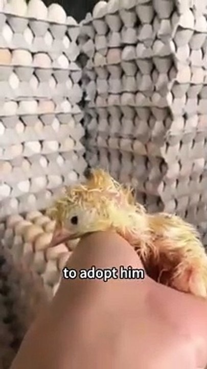 A little chick was born the farm
