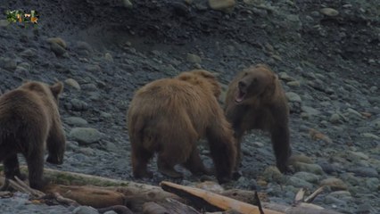 The Fight for Family - Wild Fighters | Full episode | Nature documentary