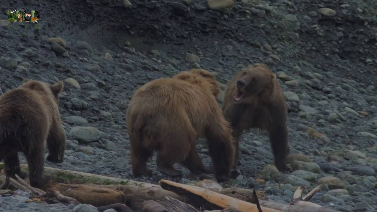 The Fight for Family - Wild Fighters | Full episode | Nature documentary