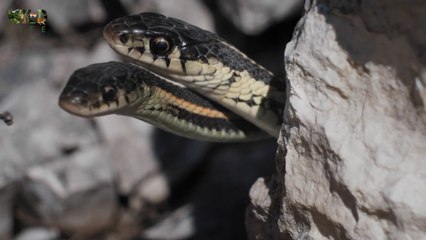 The Struggle for Love - Wild Fighters | Full episode | Nature documentary