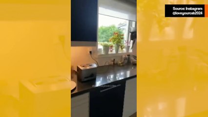 Hulvaton video: kissat säikähtävät paahdinta kauheasti