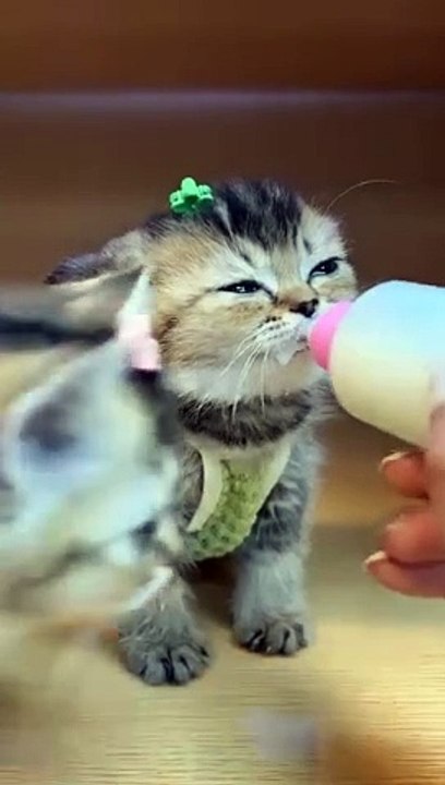 cute cat