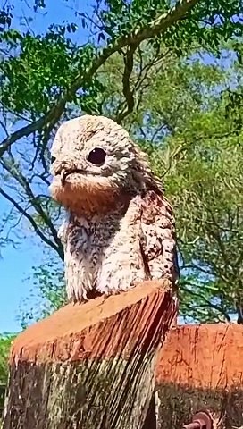 the great potoo sound