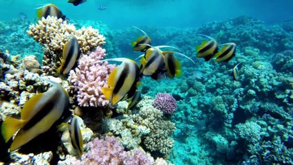 Welcome to Music Without Borders!