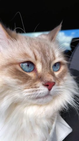 Beautiful cat in the world 