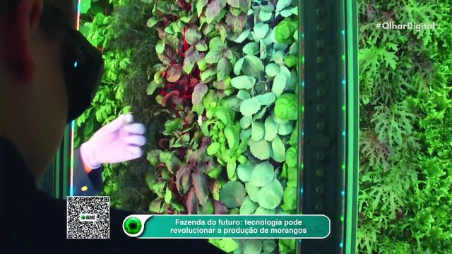 Fazenda do futuro: tecnologia pode revolucionar a produção de morangos