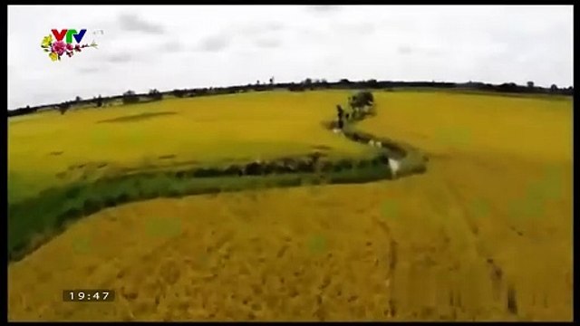 VTV ident Tết Bính Thân 2016 (4)