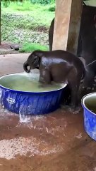 Elephant taking bath