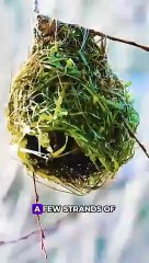 Mother Bird feeding child bird