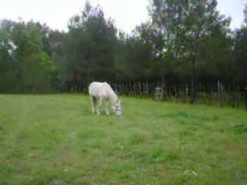 Le vert 028