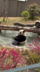 Cute Panda Playing in Water