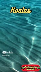 Animal Facts        Koalas          #shorts