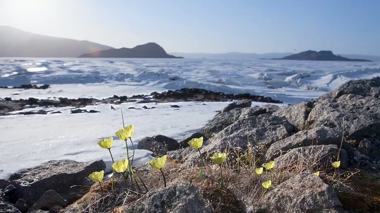Frozen Planet.S1.E2 ∙ Spring