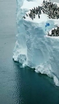 Baby Penguins Jump Off 50-Foot Cliff in Antarctica penguins