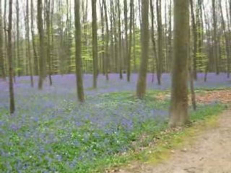 BOIS DE HALLE