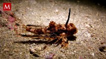 El increíble hallazgo de los petirrojos de mar: ¿Peces con patas y alas?