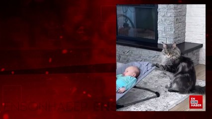 Evin bebeğiyle ilgilenmeyi ihmal etmeyen kedi