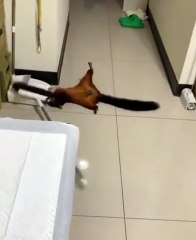 Squirrel knocks broom down then pretends to be a victim