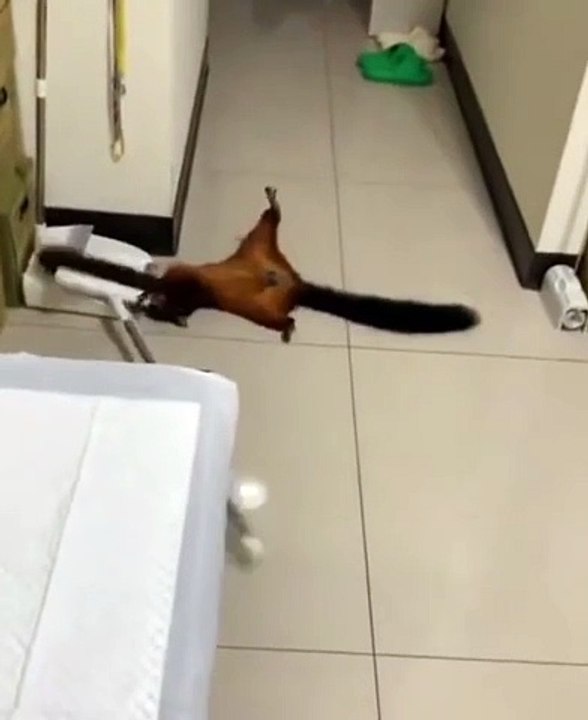 Squirrel knocks broom down then pretends to be a victim