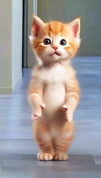 Beautiful cat dance video