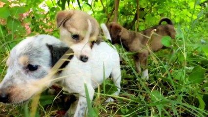 Puppy pals:An unlikely friendship