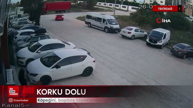 Tekirdağ'da köpeğini, başıboş köpeklerden korumak için kendini siper etti