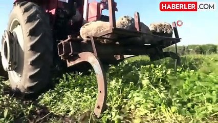 Osmaniye'de Yer Fıstığı Festivali Heyecanı